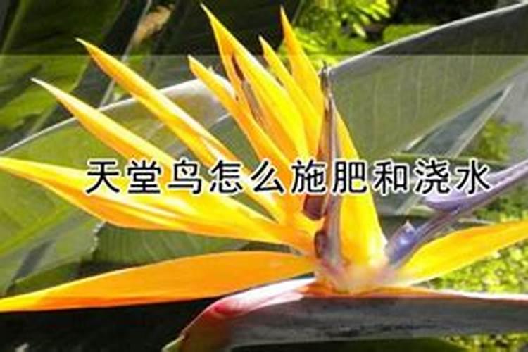 哪个厂家的原药最好？