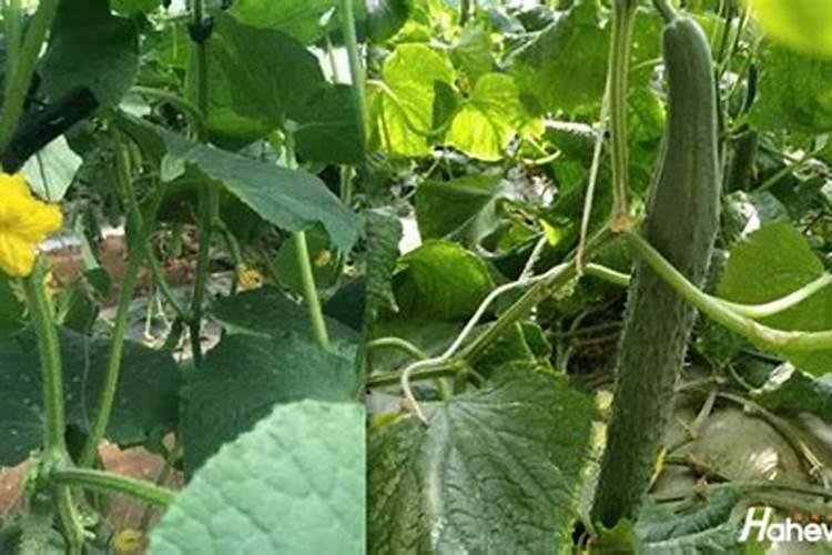 种植玉米一般施肥用什么化肥