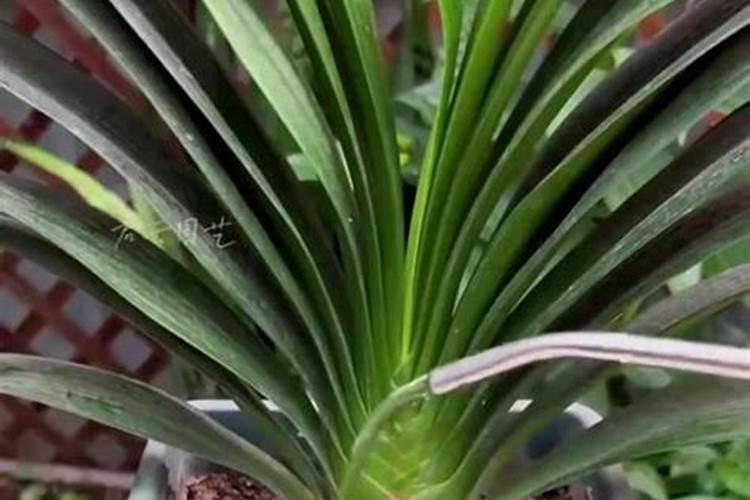 菜籽饼泡水可以直接浇花吗 应该怎么给花施肥