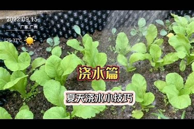 大蒜发芽怎么用土种