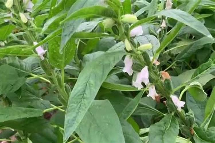 什么是芝麻枯萎病？用什么药物可以防治？