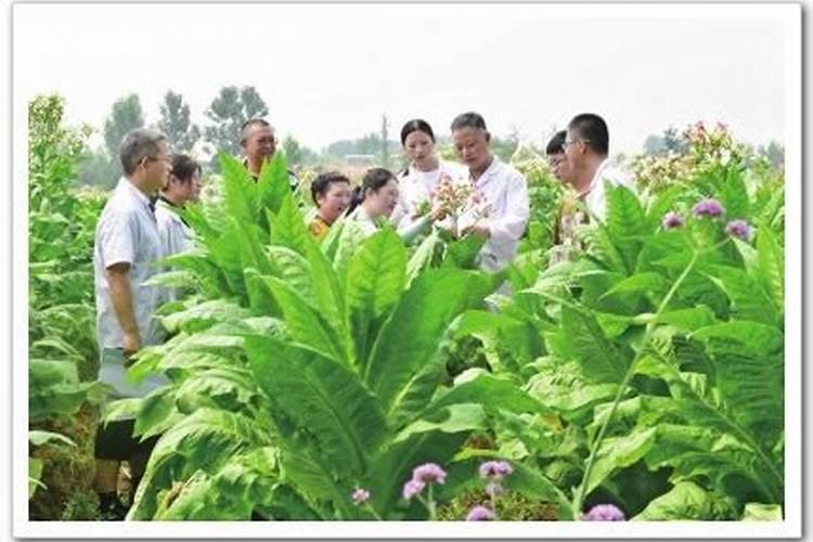 碳胺化肥被禁用了吗