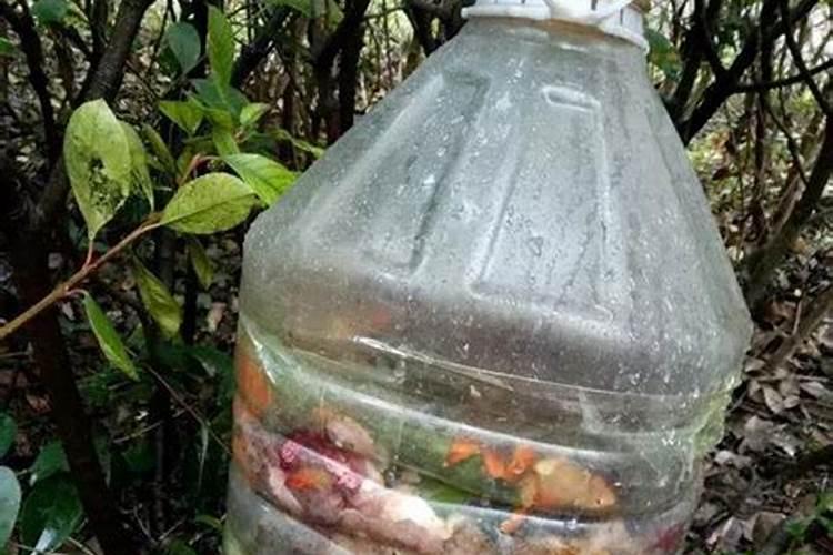 大叶青菜是什么菜