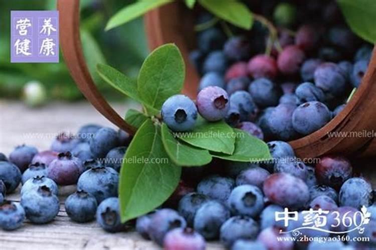 蓝莓施什么肥最好