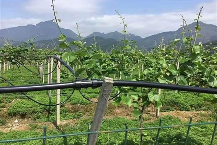 冲施肥是什么意思 冲施肥与水溶肥的区别