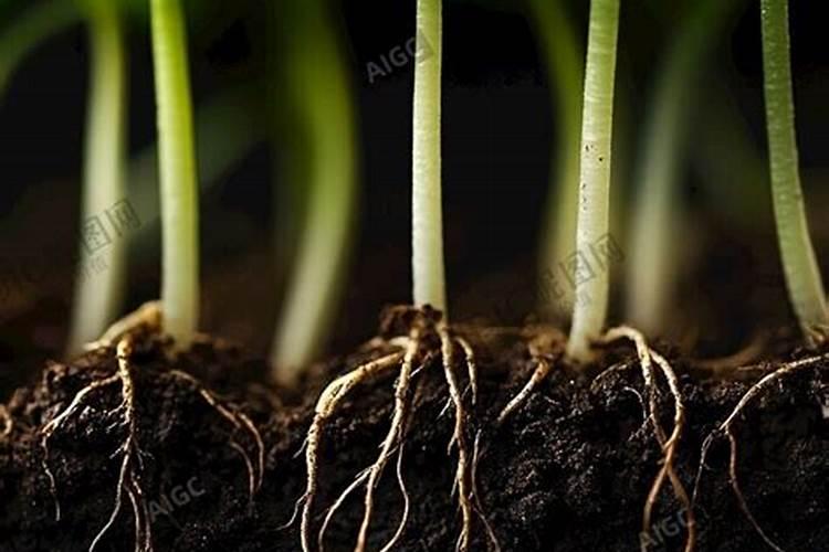 生菜追肥用什么肥料见效快(种生菜用什么肥料冲施最好)