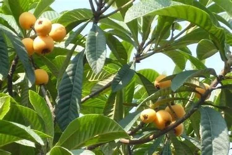 种植大姜怎么施肥好