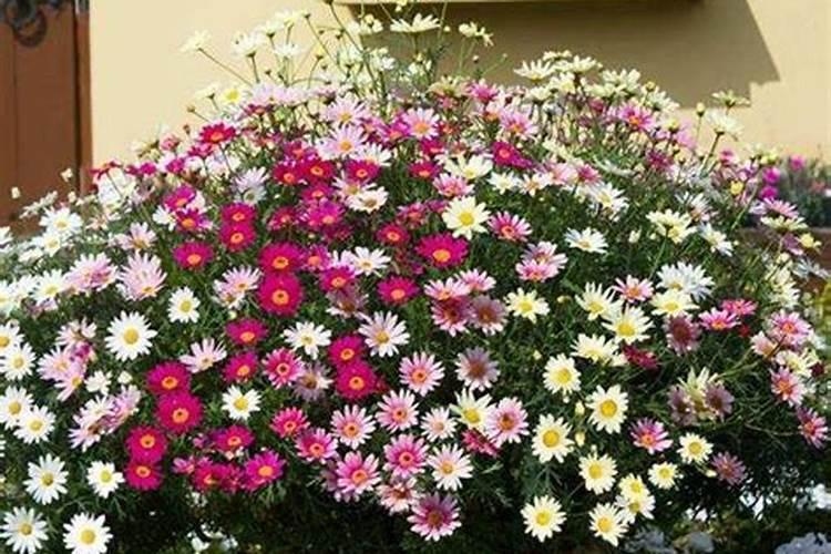 玛格丽特花怎么养(玛格丽特花种植技巧)