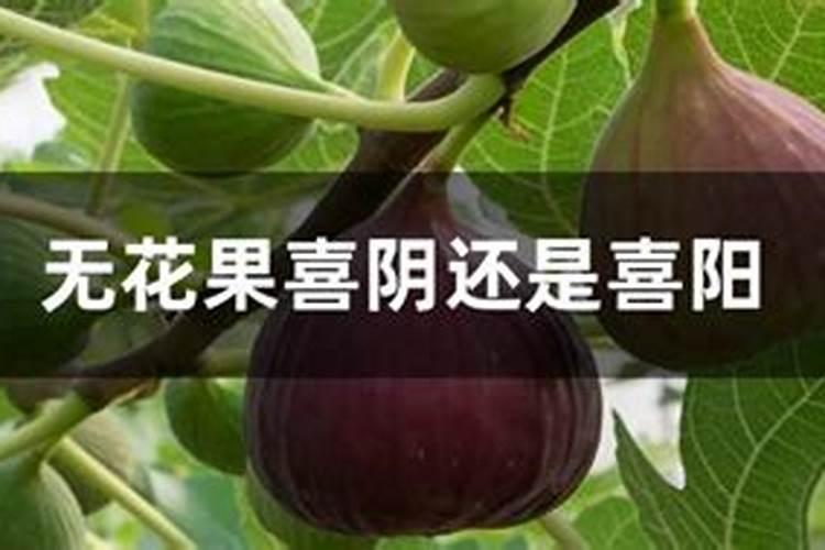 什么叶面肥能使叶子快速变绿变厚？