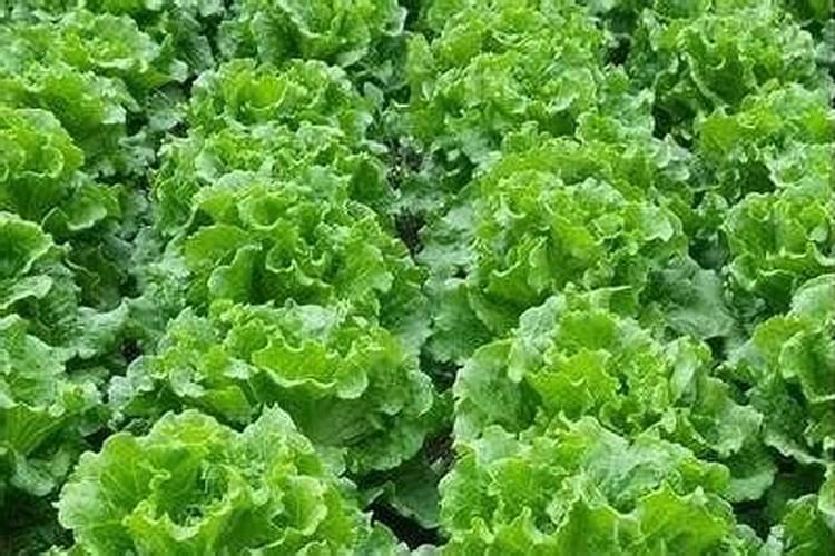 番茄开花阶段使用什么叶面肥效果好？