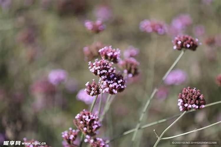 马鞭草的种植方法,六个步骤种好马鞭草