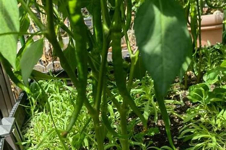 辣椒需要什么肥料最好