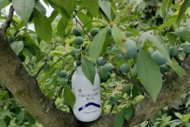 百香果浇什么肥料合适