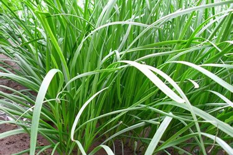 贡菜怎么种植最好