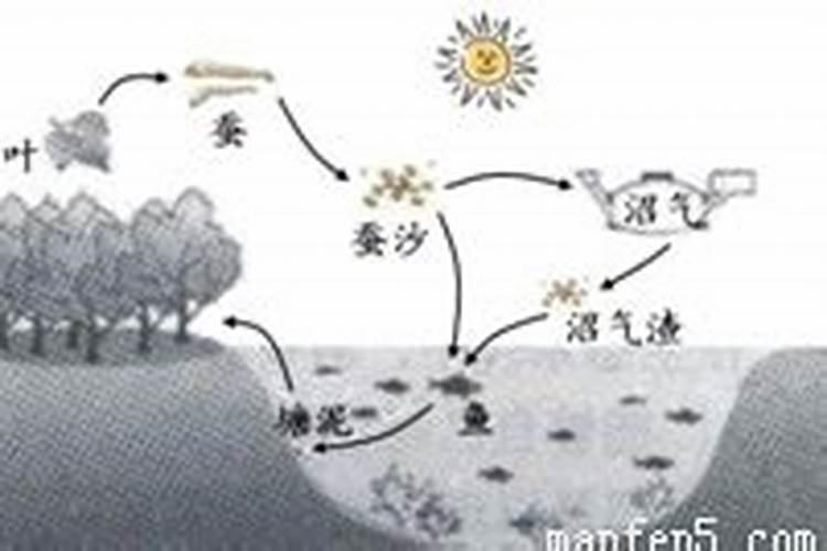 沼泽过滤的优点和缺点