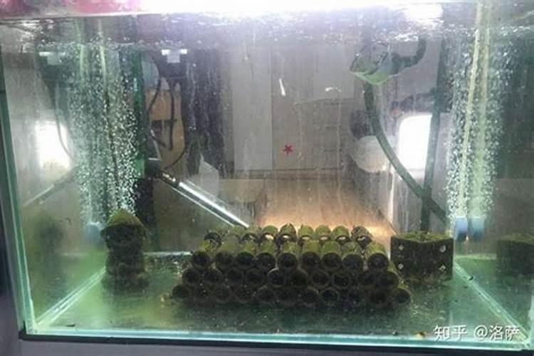 如何养好一棵月季小苗按照这6点做