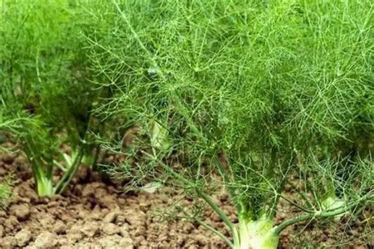 月季花修根能马上施肥浇水吗