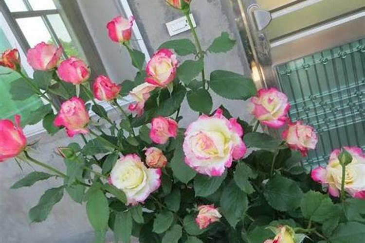 月季春天发芽后管理是什么？