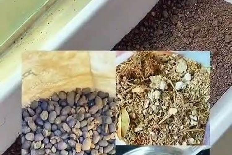阳台种菜最怕越长越“瘦”,用上这几个小方法,小苗也能长满盆