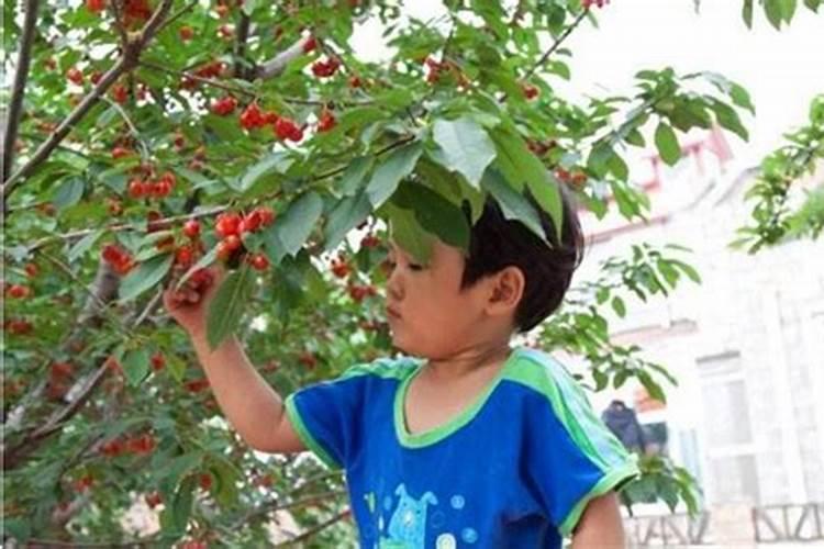新乡市及时雨有机肥料有限公司的有机肥怎么样