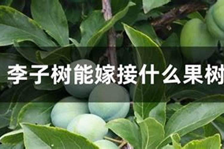 李子树不结果,该怎么办？