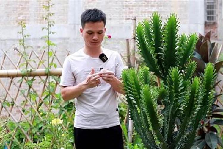 龙骨花怎么施肥
