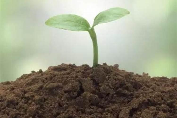 尿素除草浓度技术