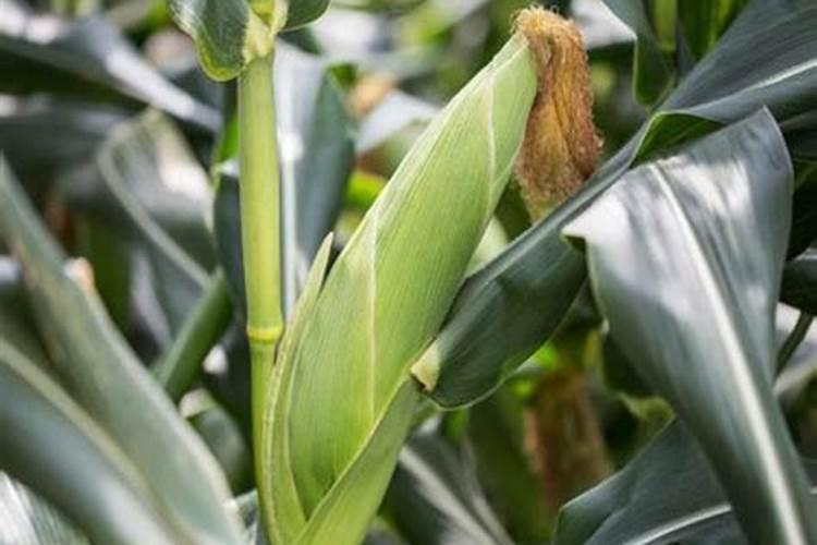 黄茶怎样施肥？