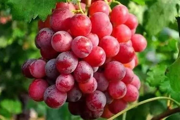 氯化铵是什么肥料