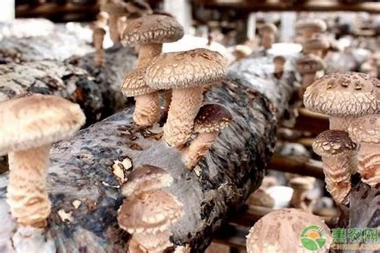 蘑菇棒可以做肥料吗
