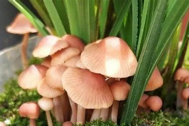 吃的蘑茹过期后能做 花肥吗