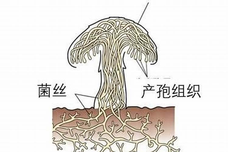 蘑菇渣可以做肥料吗