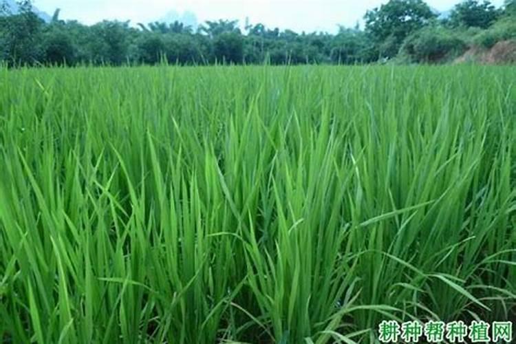 农村种植水稻,钾肥对水稻有什么作用呢？