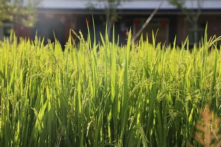水稻什么时候施钾肥,水稻施钾肥方法？