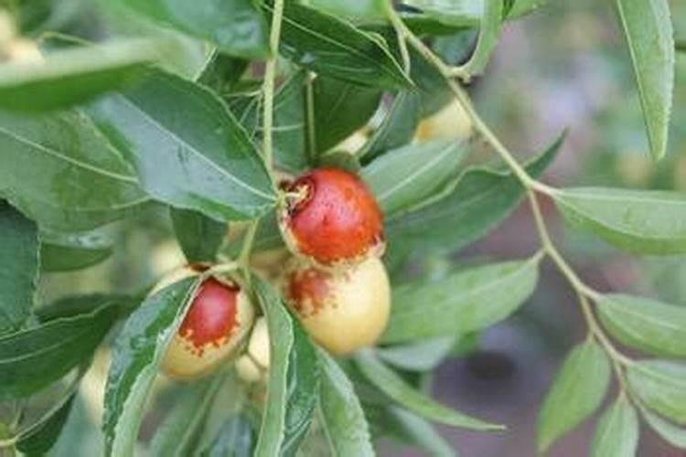 大白菜定苗后出现烂根死苗怎么办？