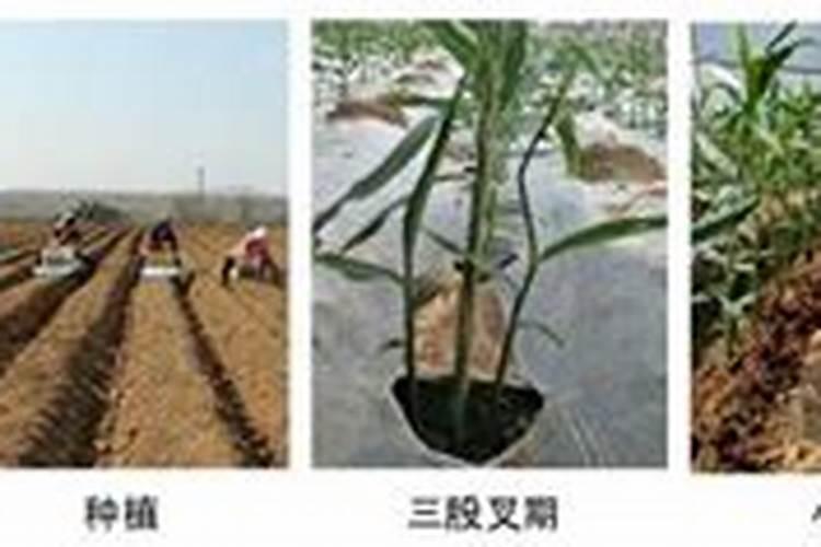生姜什么时候追肥适合高产追肥法？