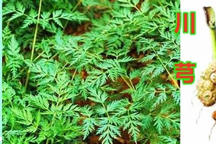 ﻿川芎栽培种植技术