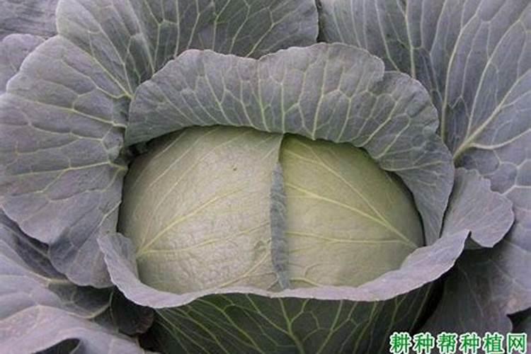 如何治疗叶斑病