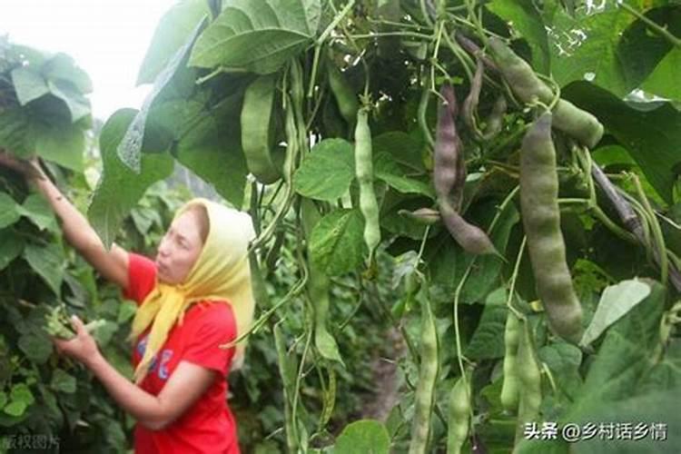 无架豆角的种植方法和时间上,应该注意什么呢？