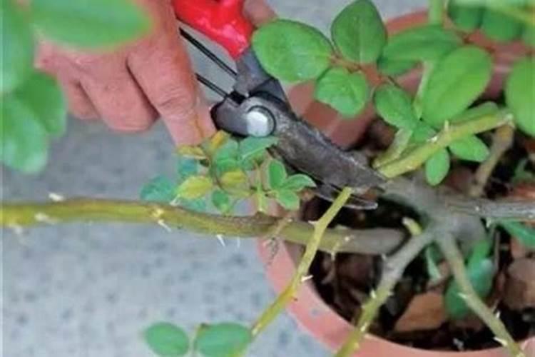 怎样给月季花施肥？