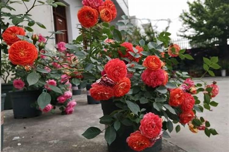 4月份养月季的施肥办法