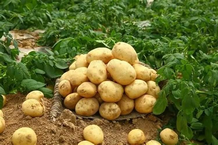 水溶肥每株苹果施多少斤