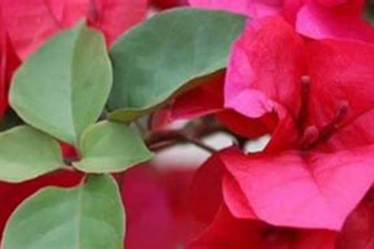 草籽发芽后多久可以施肥