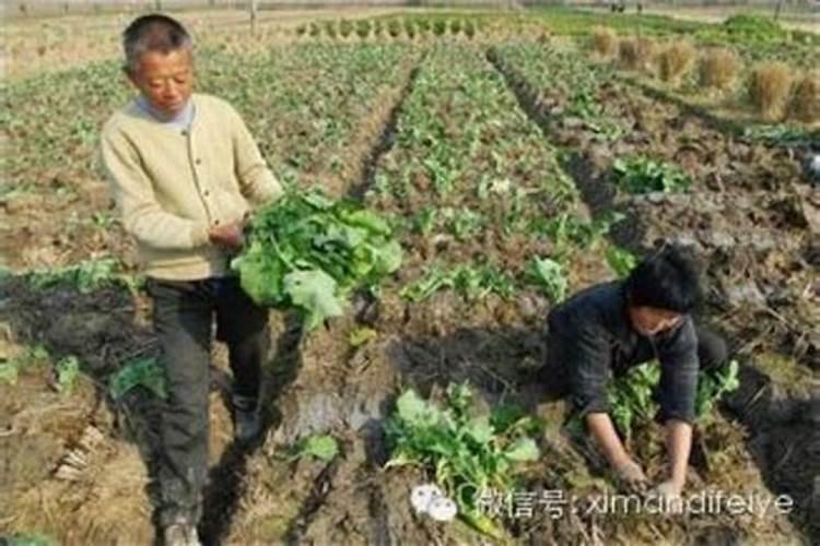 油菜高产管理如何做？增产施肥怎么用叶面肥效果好？