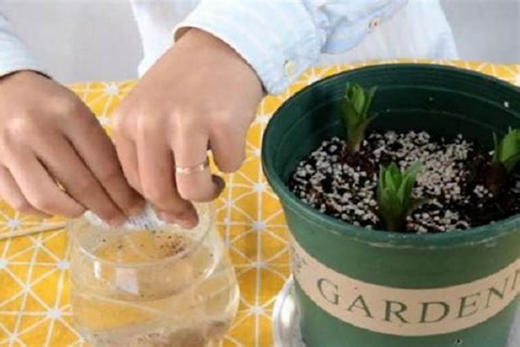 早熟苹果什么时候施钾肥最好？