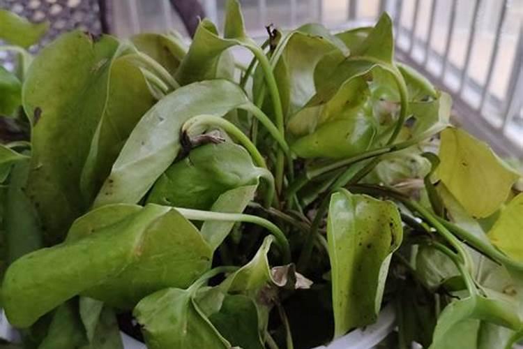 空心菜发芽后多久可以施肥