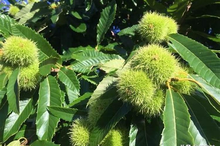 怎样用磷酸二氢钾给花施肥 磷酸二氢钾浇花比例怎样配