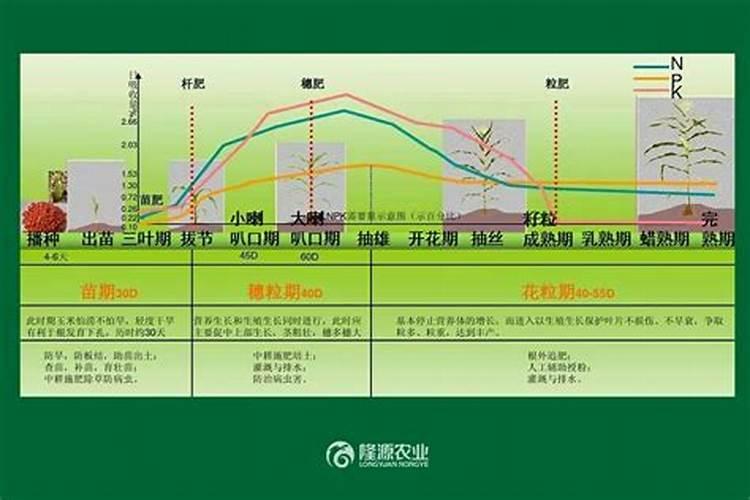 种地用尿素起什么作用(现代农民不愿意使用尿素施肥)