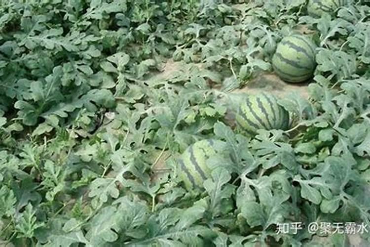 种西瓜可以用复合肥吗