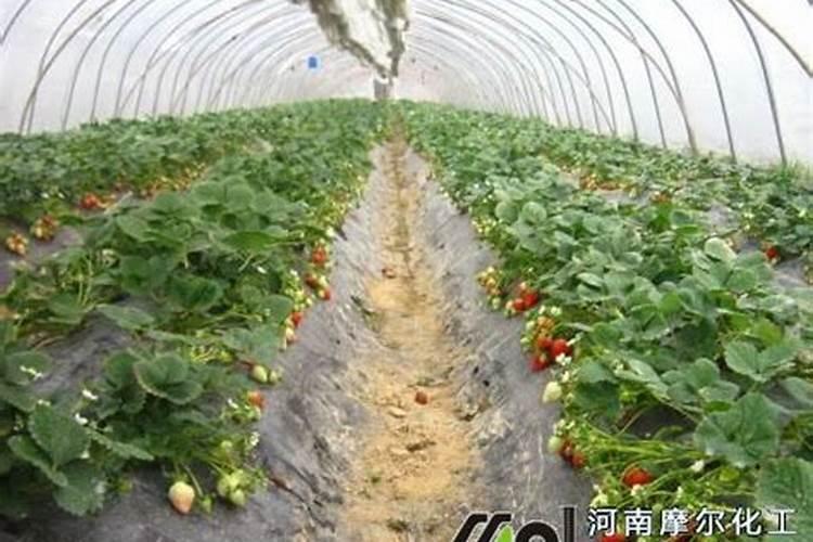 大蒜返青水啥时候浇